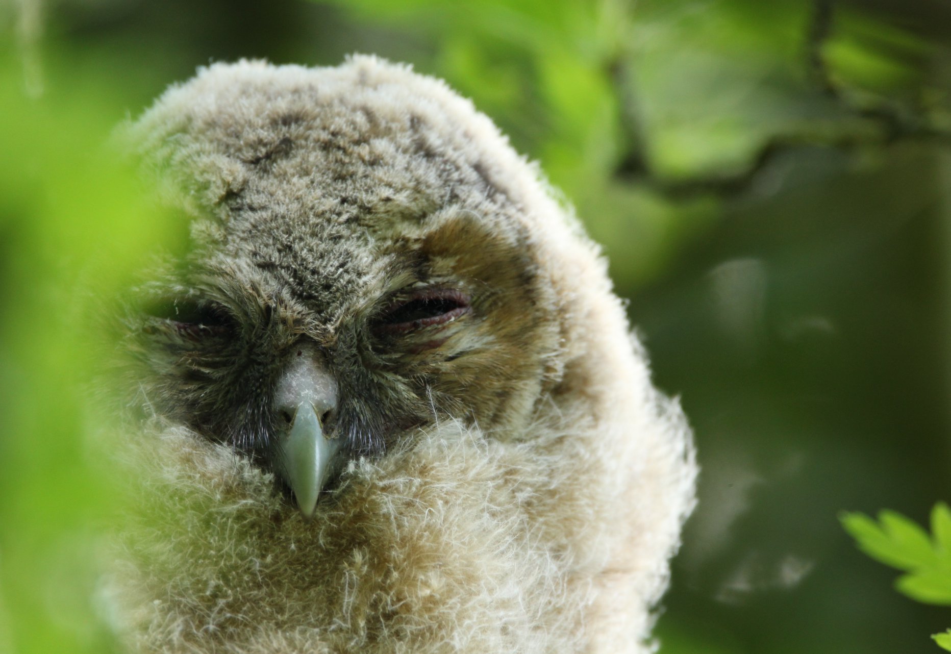 Tawny owlets - branching out